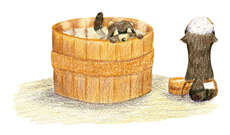 たぬきや展 色鉛筆画家 くろいじゅん たぬきや展 色鉛筆画家 くろいじゅん